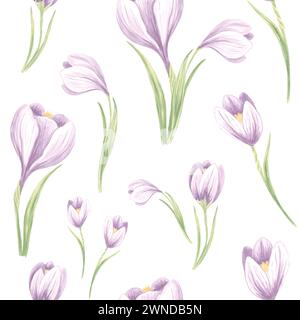 Modèle sans couture de crocus violets avec des feuilles vertes sur fond blanc. Illustration d'aquarelle dessinée à la main Spring safran Blossom. Modèle pour f Banque D'Images