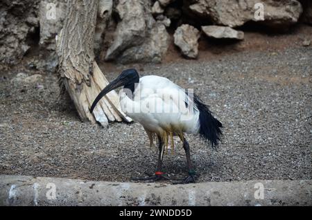 Ibis sacré dans le Jungle Park à Tenerife Banque D'Images