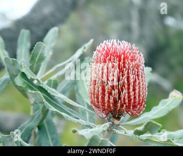 Banksia menziesii, communément connu sous le nom de banksia bois Banque D'Images
