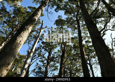 Arbres imposants dans Walpole-Nornalup NP, WA Banque D'Images