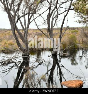 Paysage de marais avec des arbres dans le parc national d' Entrecasteaux, WA Banque D'Images