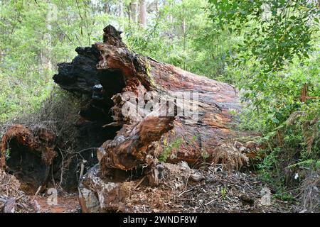 Arbre d'eucalyptus mort dans une forêt soignée Pemberton, WA Banque D'Images