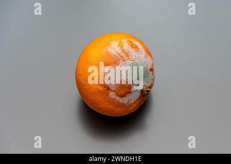 Moule sur mandarine orange, fond blanc, gros plan. Banque D'Images