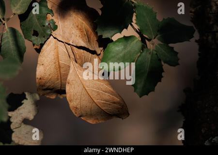 Feuilles de chêne Holm, Quercus ilex, hiver dans le parc naturel Fuente Roja d'Alcoy, Espagne Banque D'Images