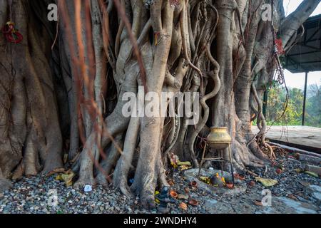 Arbre Peepal sacré : site de culte pour les hindous dans l'Uttarakhand, Inde. Racines symboliques et branches de signification spirituelle Banque D'Images