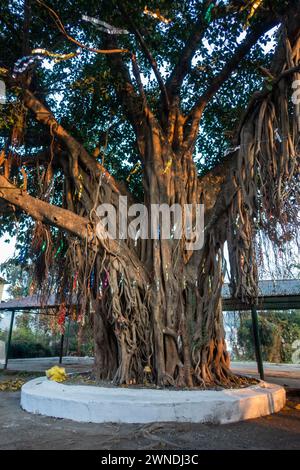 Arbre Peepal sacré : site de culte pour les hindous dans l'Uttarakhand, Inde. Racines symboliques et branches de signification spirituelle Banque D'Images