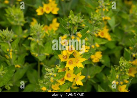 Jaune loosestrife Lysimachia punctata Alexander floraison dans un jardin de près Banque D'Images