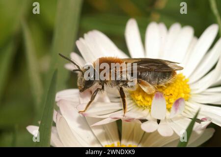 Gros plan mignon sur une abeille minière femelle à queue orange, Andrena hemorrhoa, assise sur une fleur de Marguerite commune blanche Banque D'Images