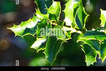 Prick holly sur la montagne El Vendrell, Tarragone, Catalogne, Espagne, Europe Banque D'Images