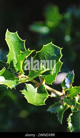 Prick holly sur la montagne El Vendrell, Tarragone, Catalogne, Espagne, Europe Banque D'Images