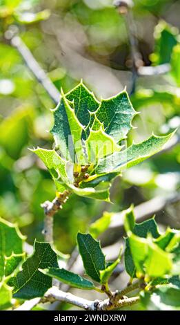 Prick holly sur la montagne El Vendrell, Tarragone, Catalogne, Espagne, Europe Banque D'Images