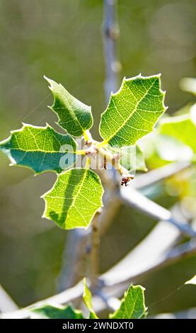 Prick holly sur la montagne El Vendrell, Tarragone, Catalogne, Espagne, Europe Banque D'Images