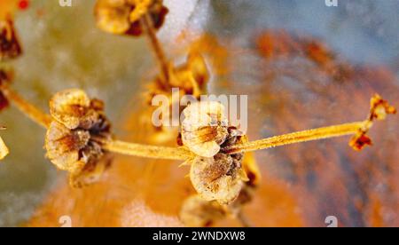 Germes de basilic dans un pot pour les arrière-plans Banque D'Images