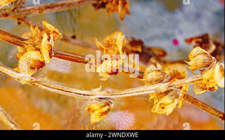 Germes de basilic dans un pot pour les arrière-plans Banque D'Images