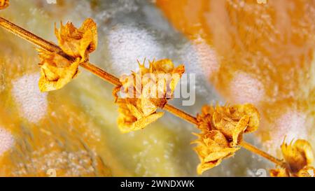 Germes de basilic dans un pot pour les arrière-plans Banque D'Images