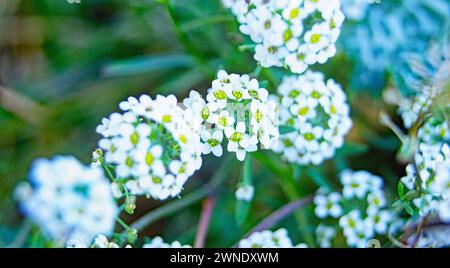 Alyssum sur la montagne El Vendrell, Tarragone, Catalogne, Espagne, Europe Banque D'Images