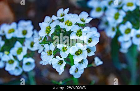 Alyssum sur la montagne El Vendrell, Tarragone, Catalogne, Espagne, Europe Banque D'Images