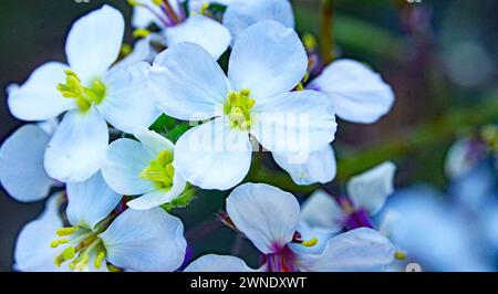 Alyssum sur la montagne El Vendrell, Tarragone, Catalogne, Espagne, Europe Banque D'Images