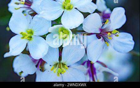 Alyssum sur la montagne El Vendrell, Tarragone, Catalogne, Espagne, Europe Banque D'Images