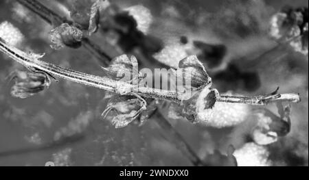 Germes de basilic dans un pot pour les arrière-plans Banque D'Images