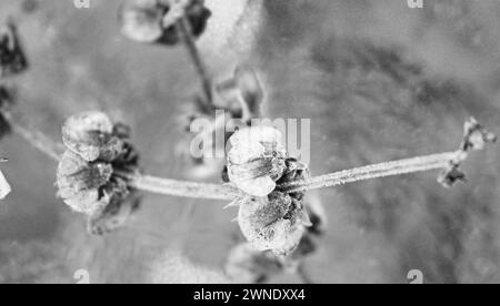 Germes de basilic dans un pot pour les arrière-plans Banque D'Images