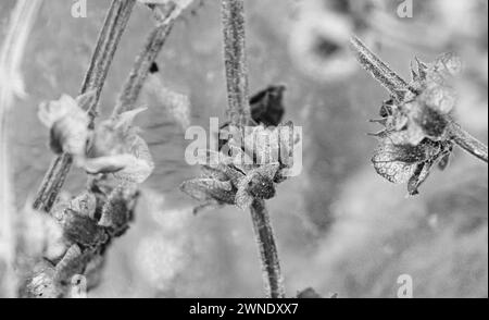 Germes de basilic dans un pot pour les arrière-plans Banque D'Images