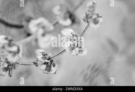 Germes de basilic dans un pot pour les arrière-plans Banque D'Images