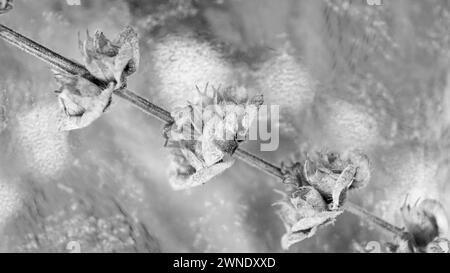 Germes de basilic dans un pot pour les arrière-plans Banque D'Images