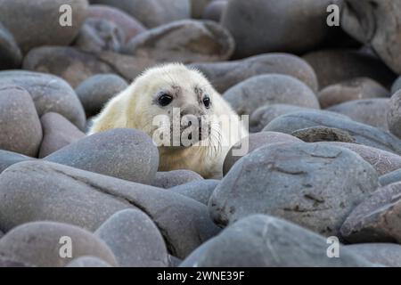 Les chiots phoques gris nouveau-nés attendent le retour de leur mère pour les nourrir. Trouvé sur une plage dans Berwickshire, Écosse, Royaume-Uni Banque D'Images