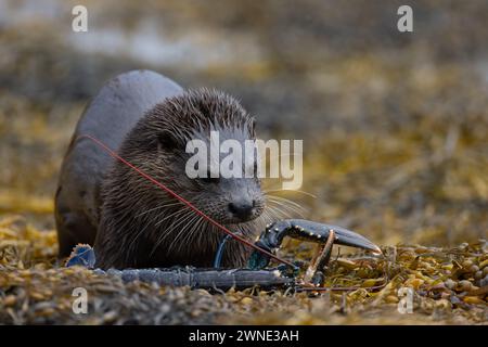 Loutre eurasienne (Lutra lutra) mangeant un homard sur un lit d'algues près d'un lac de marée sur l'île de Mull en Écosse. Banque D'Images