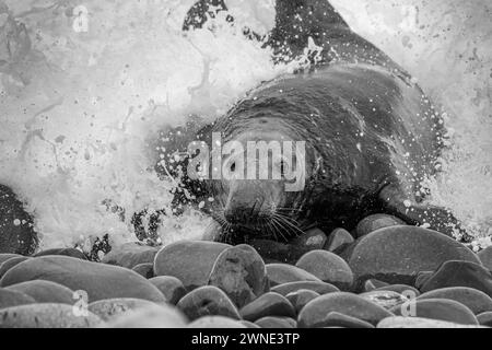 Big Bull Seal débarque. Ce maître de plage régnait sur les droits d'accouplement sur une plage du Berwickshire, en Écosse, au Royaume-Uni. Banque D'Images