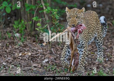 Une femelle léopard (Panthera pardus) portant une partie d'un Impala récemment chassé dans le parc national de South Luangwa, Zambie Banque D'Images