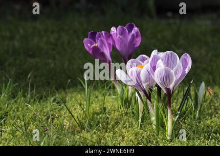 Gros plan de petits groupes de crocus de printemps rayés violets et blancs violets dans une pelouse ensoleillée, espace de copie Banque D'Images