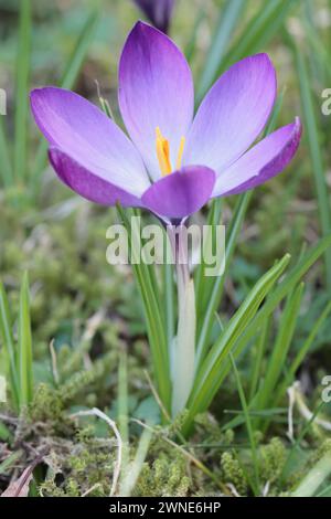 Gros plan d'un seul Crocus tommasinianus violet clair dans une pelouse regardant dans la fleur ouverte Banque D'Images