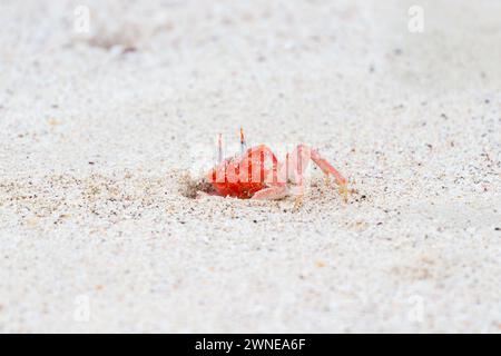 Crabe fantôme Ocypode gaudichaudii sortant d'un trou dans le sable des îles Galapagos, Équateur. Banque D'Images