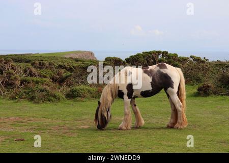 Cheval de pâturage situé sur une côte galloise Banque D'Images