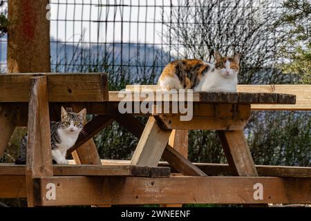 Deux chats errants assis sur une table de pique-nique en bois au soleil. Banque D'Images