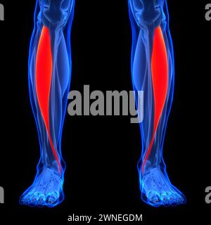Système musculaire humain muscles de jambe tibialis Anterior muscles anatomie Banque D'Images