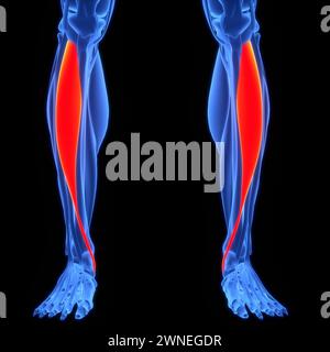 Système musculaire humain muscles de jambe tibialis Anterior muscles anatomie Banque D'Images
