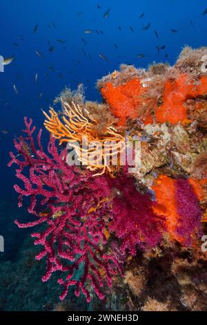 Un éclat de couleur en Méditerranée : fouet de mer violescent (Paramuricea clavata) avec polypes ouverts, gorgones jaunes (Eunicella cavolinii) et blanc Banque D'Images