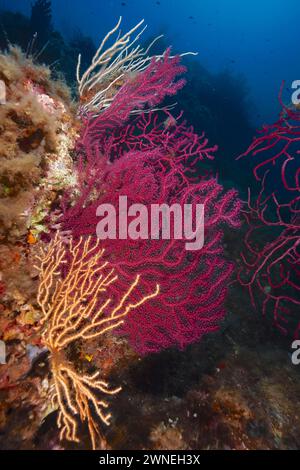 Fouet de mer Violescent (Paramuricea clavata) avec polypes ouverts, gorgones jaunes (Eunicella cavolinii) et éponge de rembourrage orange (Reniera fulva) près Banque D'Images