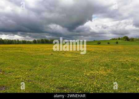 Prairies à fleurs jaunes sur le cours supérieur de la Havel, papillons et pissenlits, parc national de Mueritz, Mecklembourg-Poméranie occidentale, Allemagne Banque D'Images