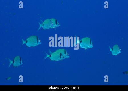 École de poissons, groupe, école de dorade commune à deux bandes (Diplodus vulgaris) dans la mer Méditerranée près de Hyères. Site de plongée péninsule de Giens Banque D'Images