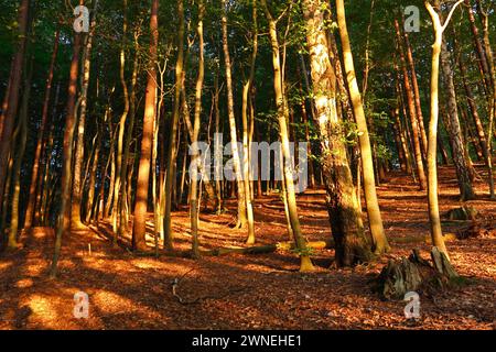 Forêt de feuillus sur une moraine terminale glaciaire à la lumière du soir, parc national de Mueritz, Mecklembourg-Poméranie occidentale, Allemagne Banque D'Images