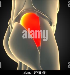 Système musculaire humain muscles des jambes glutame Medius muscle Anatomie Banque D'Images