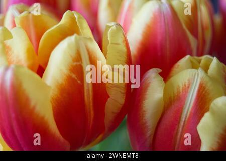 Close-up de tulipes rouges Banque D'Images