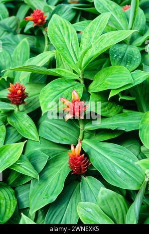 Gingembre tulipe orange (Costus curvibracteatus), Costaceae. Herbe pérenne rhizomateuse. Plante ornementale. fleur rouge jaune. Banque D'Images