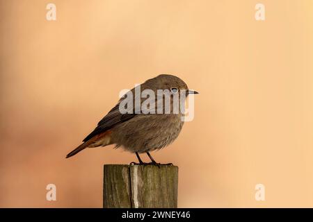 Black Redstart, Phoenicurus Ochruros, juvénile, Grado, Italie Banque D'Images