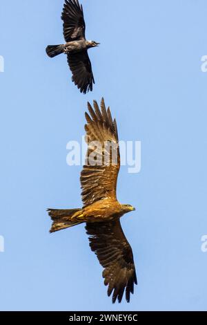 Cerf-volant noir, Milvus migrans et Jackdaw occidental, Coloeus Monedula, Camargue, France Banque D'Images