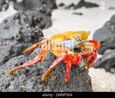 Photo en gros plan d'un crabe Sally Lightfoot sur une roche volcanique, mise au point sélective, îles Galapagos, Équateur. Banque D'Images